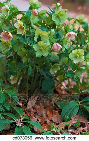 Stock Photo - botany, delicate, flower, garden, gardening. Fotosearch