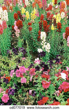 Botany: Snapdragons (Antirrhinum majus) and Petunias (Petunia sp. ). View Large Photo Image Stock Photo - Botany: Snapdragons (Antirrhinum majus) and Petunias (Petunia sp. ).. Fotosearch