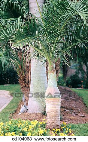 Stock Photo - Bottle Palm (Mascarena lagenicaulis, Hyophorbe lagenicaulis). Fotosearch