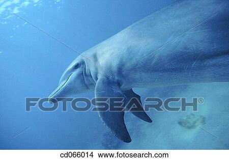 Bottlenose Dolphin (Tursiops truncatus). Anthony's Keys Resort. Roatan. Bay Islands. Honduras. View Large Photo Image Picture - Bottlenose Dolphin (Tursiops truncatus). Anthony's Keys Resort. Roatan. Bay Islands. Honduras.. Fotosearch