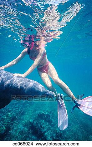 Picture - Bottlenose Dolphin (Tursiops truncatus). Anthony's Keys Resort. Roatan. Bay Islands. Honduras.. Fotosearch