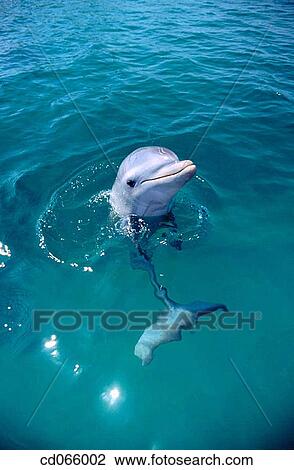 Bottlenose Dolphin (Tursiops truncatus). Anthony's Keys Resort. Roatan. Bay Islands. Honduras. View Large Photo Image Stock Image - Bottlenose Dolphin (Tursiops truncatus). Anthony's Keys Resort. Roatan. Bay Islands. Honduras.. Fotosearch