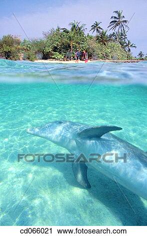 Bottlenose Dolphin (Tursiops truncatus). Anthony's Keys Resort. Roatan. Bay Islands. Honduras. View Large Photo Image Stock Image - Bottlenose Dolphin (Tursiops truncatus). Anthony's Keys Resort. Roatan. Bay Islands. Honduras.. Fotosearch