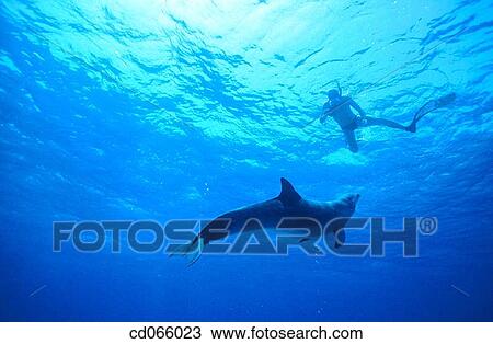 Stock Image - Bottlenose Dolphin (Tursiops truncatus). Bahamas.. Fotosearch