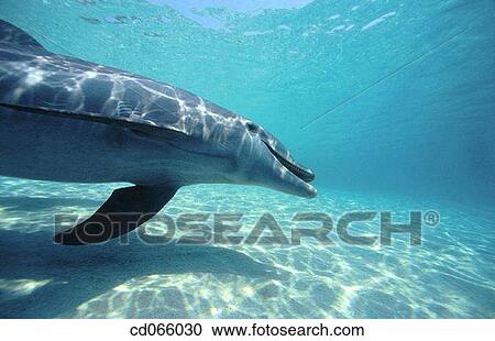 Bottlenose Dolphin (Tursiops truncatus). Anthony's Keys Resort. Roatan. Bay Islands. Honduras. View Large Photo Image Stock Image - Bottlenose Dolphin (Tursiops truncatus). Anthony's Keys Resort. Roatan. Bay Islands. Honduras.. Fotosearch