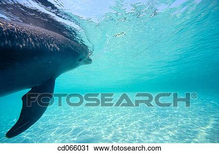 Stock Image - Bottlenose Dolphin (Tursiops truncatus). Anthony's Keys Resort. Roatan. Bay Islands. Honduras.. Fotosearch