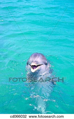 Bottlenose Dolphin (Tursiops truncatus). Bay Islands. Honduras. View Large Photo Image Stock Image - Bottlenose Dolphin (Tursiops truncatus). Bay Islands. Honduras.. Fotosearch
