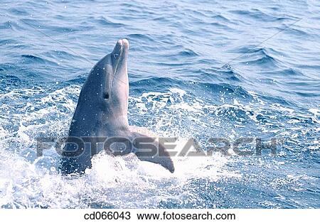 Stock Image - Bottlenose Dolphin (Tursiops truncatus). Anthony's Keys Resort. Roatan. Bay Islands. Honduras.. Fotosearch