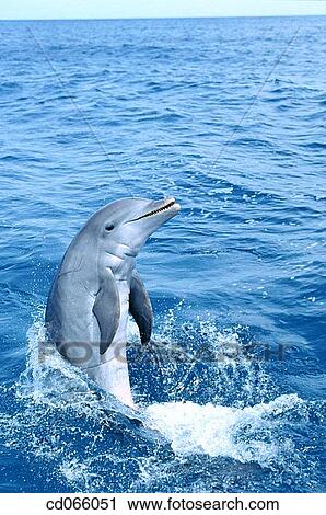 Bottlenose Dolphin (Tursiops truncatus). Anthony's Keys Resort. Roatan. Bay Islands. Honduras. View Large Photo Image Stock Image - Bottlenose Dolphin (Tursiops truncatus). Anthony's Keys Resort. Roatan. Bay Islands. Honduras.. Fotosearch