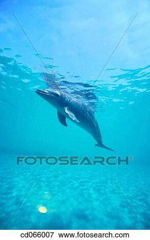 Stock Photo - Bottlenose Dolphin (Tursiops truncatus). Bay Islands. Honduras.. Fotosearch