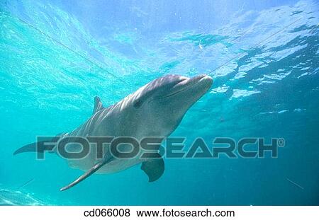 Bottlenose Dolphin (Tursiops truncatus). Honduras. View Large Photo Image Stock Photo - Bottlenose Dolphin (Tursiops truncatus). Honduras.. Fotosearch