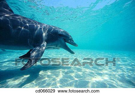 Bottlenose Dolphin (Tursiops truncatus). Anthony's Keys Resort. Roatan. Bay Islands. Honduras. View Large Photo Image Stock Photo - Bottlenose Dolphin (Tursiops truncatus). Anthony's Keys Resort. Roatan. Bay Islands. Honduras.. Fotosearch