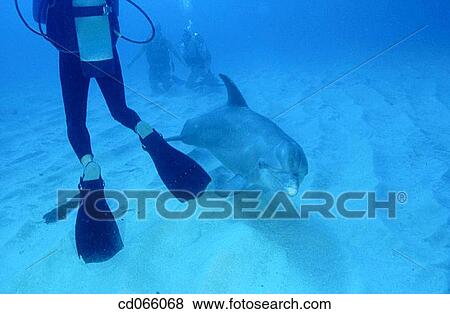 Stock Photo - Bottlenose Dolphin (Tursiops truncatus). Anthony's Keys Resort. Roatan. Bay Islands. Honduras.. Fotosearch