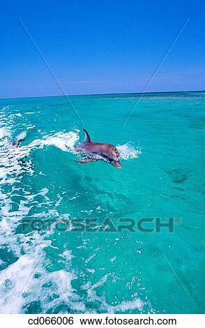 Bottlenose Dolphin (Tursiops truncatus). Anthony's Keys Resort. Roatan. Bay Islands. Honduras. View Large Photo Image Stock Photograph - Bottlenose Dolphin (Tursiops truncatus). Anthony's Keys Resort. Roatan. Bay Islands. Honduras.. Fotosearch