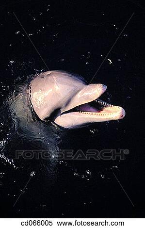 Bottlenose Dolphin (Tursiops truncatus). Anthony's Keys Resort. Roatan. Bay Islands. Honduras. View Large Photo Image Stock Photography - Bottlenose Dolphin (Tursiops truncatus). Anthony's Keys Resort. Roatan. Bay Islands. Honduras.. Fotosearch