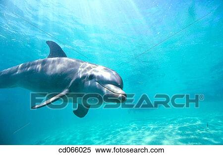 Bottlenose Dolphin (Tursiops truncatus). Honduras. View Large Photo Image Stock Photography - Bottlenose Dolphin (Tursiops truncatus). Honduras.. Fotosearch