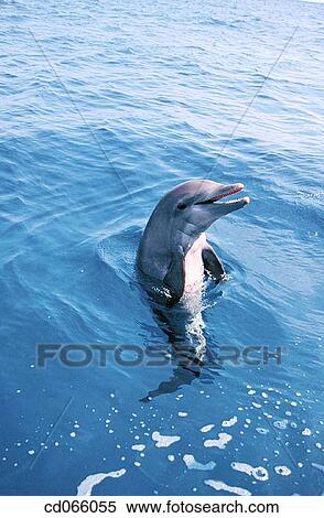 Bottlenose Dolphin (Tursiops truncatus). Anthony's Keys Resort. Roatan. Bay Islands. Honduras. View Large Photo Image Stock Photography - Bottlenose Dolphin (Tursiops truncatus). Anthony's Keys Resort. Roatan. Bay Islands. Honduras.. Fotosearch