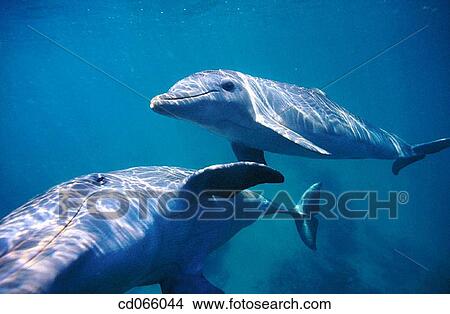 Picture - Bottlenose Dolphins (Tursiops truncatus). Anthony's Keys Resort. Roatan. Bay Islands. Honduras.. Fotosearch
