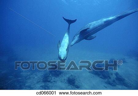 Stock Image - Bottlenose Dolphins (Tursiops truncatus). Anthony's Keys Resort. Roatan. Bay Islands. Honduras.. Fotosearch
