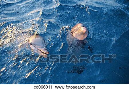 Stock Image - Bottlenose Dolphins (Tursiops truncatus). Anthony's Keys Resort. Roatan. Bay Islands. Honduras.. Fotosearch