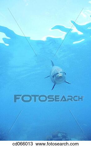 Stock Image - Bottlenose Dolphins (Tursiops truncatus). Bay Islands. Honduras.. Fotosearch