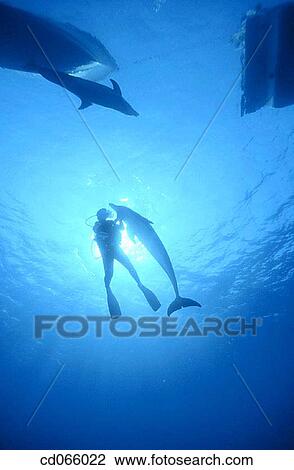 Stock Image - Bottlenose Dolphins (Tursiops truncatus). Bay Islands. Honduras.. Fotosearch