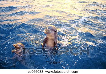 Stock Image - Bottlenose Dolphins (Tursiops truncatus). Anthony's Keys Resort. Roatan. Bay Islands. Honduras.. Fotosearch