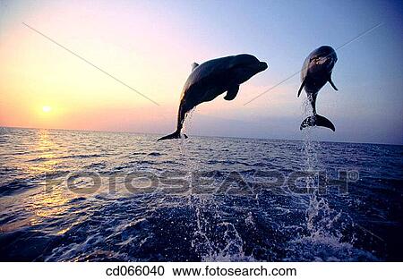 Stock Image - Bottlenose Dolphins (Tursiops truncatus). Anthony's Keys Resort. Roatan. Bay Islands. Honduras.. Fotosearch