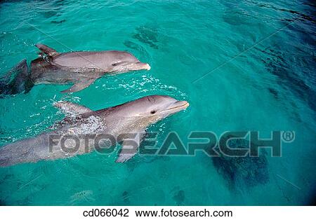 Stock Image - Bottlenose Dolphins (Tursiops truncatus). Anthony's Keys Resort. Roatan. Bay Islands. Honduras.. Fotosearch