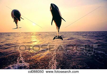 Stock Image - Bottlenose Dolphins (Tursiops truncatus). Anthony's Keys Resort. Roatan. Bay Islands. Honduras.. Fotosearch