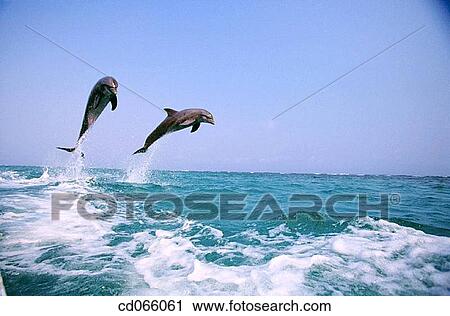 Stock Image - Bottlenose Dolphins (Tursiops truncatus). Anthony's Keys Resort. Roatan. Bay Islands. Honduras.. Fotosearch