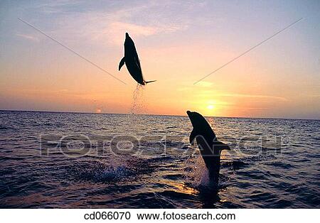 Stock Image - Bottlenose Dolphins (Tursiops truncatus). Anthony's Keys Resort. Roatan. Bay Islands. Honduras.. Fotosearch