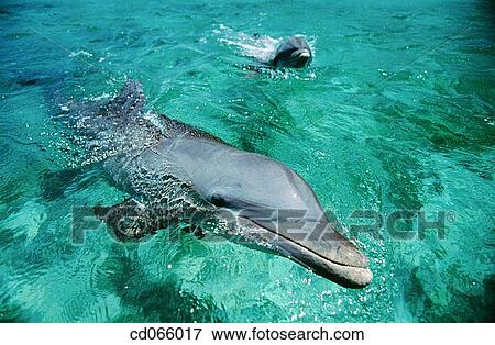 Stock Photo - Bottlenose Dolphins (Tursiops truncatus). Anthony's Keys Resort. Roatan. Bay Islands. Honduras.. Fotosearch