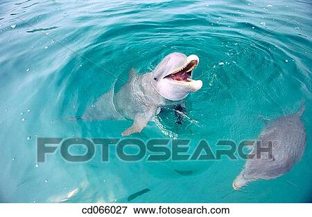 Stock Photo - Bottlenose Dolphins (Tursiops truncatus). Anthony's Keys Resort. Roatan. Bay Islands. Honduras.. Fotosearch