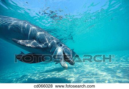 Stock Photo - Bottlenose Dolphins (Tursiops truncatus). Anthony's Keys Resort. Roatan. Bay Islands. Honduras.. Fotosearch