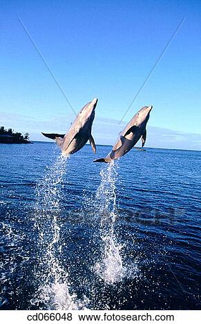 Stock Photo - Bottlenose Dolphins (Tursiops truncatus). Anthony's Keys Resort. Roatan. Bay Islands. Honduras.. Fotosearch
