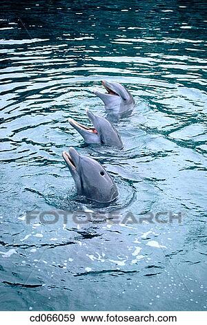 Stock Photo - Bottlenose Dolphins (Tursiops truncatus). Bay Islands. Honduras.. Fotosearch