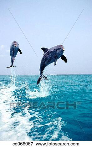 Stock Photo - Bottlenose Dolphins (Tursiops truncatus). Anthony's Keys Resort. Roatan. Bay Islands. Honduras.. Fotosearch