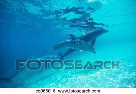 Stock Photograph - Bottlenose Dolphins (Tursiops truncatus). Anthony's Keys Resort. Roatan. Bay Islands. Honduras.. Fotosearch