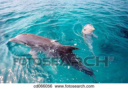 Stock Photograph - Bottlenose Dolphins (Tursiops truncatus). Anthony's Keys Resort. Roatan. Bay Islands. Honduras.. Fotosearch