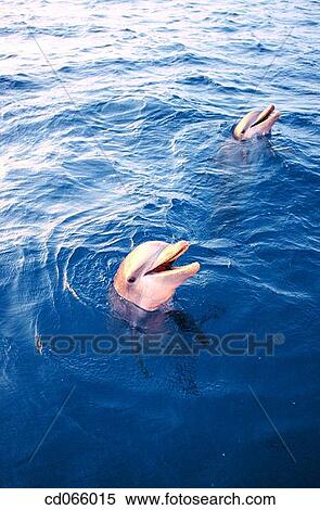 Stock Photography - Bottlenose Dolphins (Tursiops truncatus). Anthony's Keys Resort. Roatan. Bay Islands. Honduras.. Fotosearch