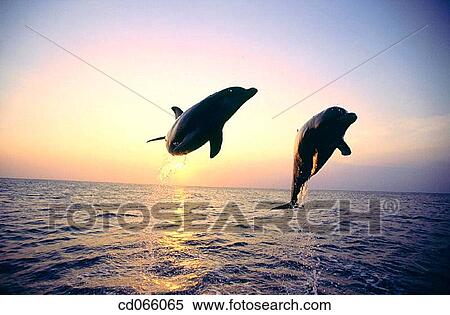 Stock Photography - Bottlenose Dolphins (Tursiops truncatus). Anthony's Keys Resort. Roatan. Bay Islands. Honduras.. Fotosearch