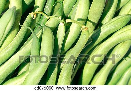 Broad beans View Large Photo Image Stock Image - Broad beans. Fotosearch