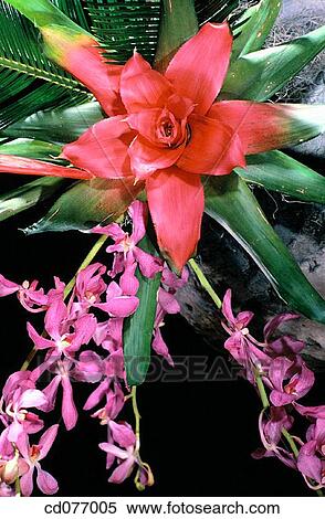 Bromeliad and orchid View Large Photo Image Stock Photography - Bromeliad and orchid. Fotosearch