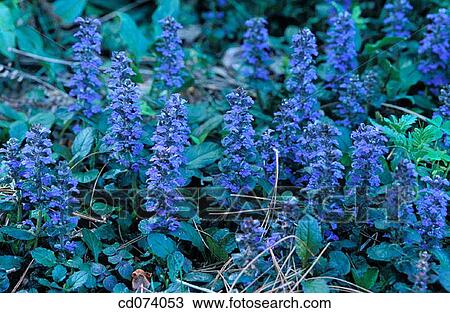 Bugleweed (Ajuga sp. ) View Large Photo Image Stock Image - Bugleweed (Ajuga sp. ). Fotosearch