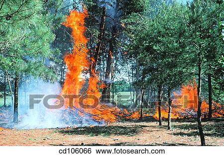 Stock Photograph - burning, catastrophe, country, danger, day. Fotosearch