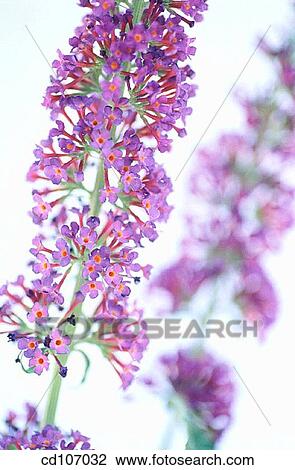 Butterfly Bush (Buddleia hybr. ) View Large Photo Image Stock Image - Butterfly Bush (Buddleia hybr. ). Fotosearch