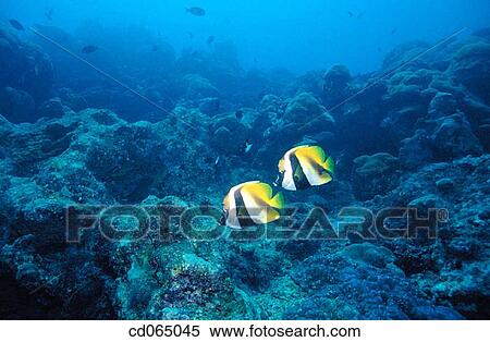 Butterflyfish. Palau Island. Micronesia. View Large Photo Image Stock Photography - Butterflyfish. Palau Island. Micronesia.. Fotosearch