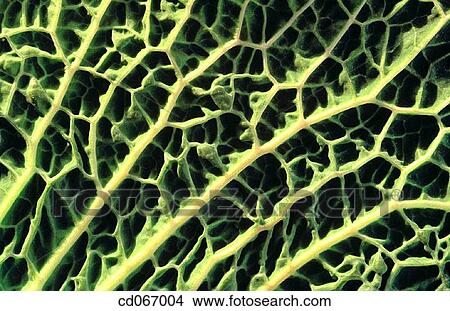 Cabbage View Large Photo Image Picture - Cabbage. Fotosearch