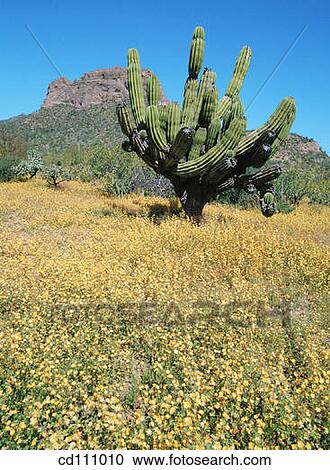 Cactus and wildflowers. Baja California. Mexico View Large Photo Image Stock Image - Cactus and wildflowers. Baja California. Mexico. Fotosearch